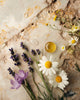 somnia-sleep-patch-ingredients-odea